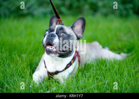 Giovane cane, bulldog francese, seduta in erba Foto Stock