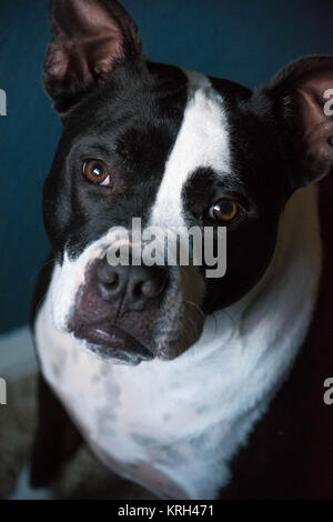 Ritratto di un pitbull Foto Stock