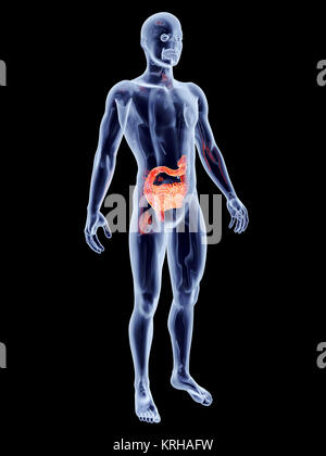 Gli intestini. Rendering 3D illustrazione anatomica. Foto Stock