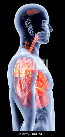 I polmoni. Rendering 3D illustrazione anatomica. Foto Stock