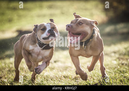 Bulldog & Working Pit Bulldog che corre e gioca in una soleggiata giornata estiva Foto Stock