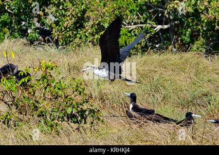 Magnifica Frigatebird (femmina) Fregata magnificens su nest - Isla Isabel, Messico. Foto Stock