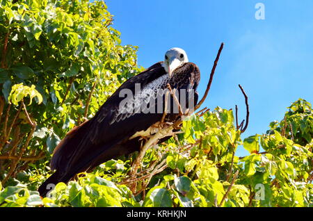 Magnifica Frigatebird (femmina) Fregata magnificens su nest - Isla Isabel, Messico. Foto Stock