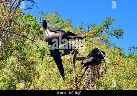 Magnifica Frigatebird (femmina) Fregata magnificens su nest - Isla Isabel, Messico. Foto Stock