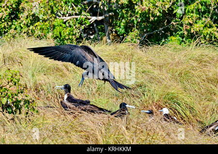 Magnifica Frigatebird (femmina) Fregata magnificens su nest - Isla Isabel, Messico. Foto Stock