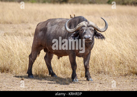 Grandi bull (maschio) adulto bufali, Syncerus caffer, uno dei Big 5 in erba lunga a Savannah in Masai Mara, Kenya con giallo-fatturati oxpeckers Foto Stock