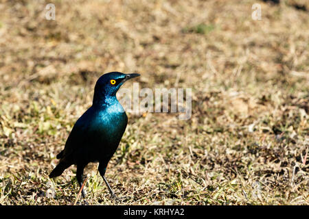 Rosso lucido con spallamento uccello con occhio giallo Foto Stock