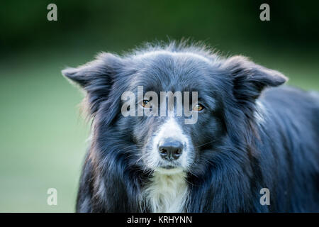 Starring in bianco e nero Border Collie. Foto Stock