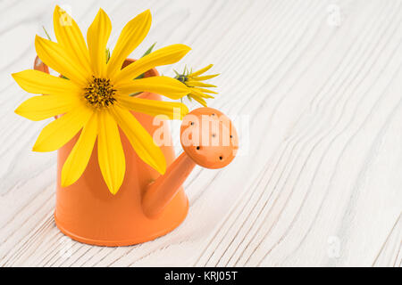Giallo fiore selvatico in un annaffiatoio su un vecchio tavolo di legno. Foto Stock