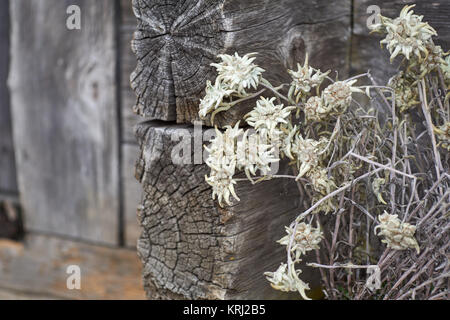 Primo piano della Edelweiss fiori nella parte anteriore di un vecchio legno svizzero chalet di montagna - vicino a Grindelwald, Oberland bernese, Svizzera Foto Stock