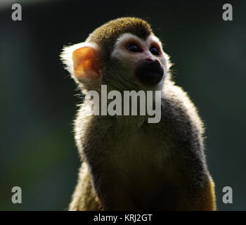 Close-up verticale di un comune Scimmia di scoiattolo, Saimiri sciureus, arrampicata in una struttura ad albero con un colore verde-blu, sfondo luce sulla pelliccia con una luce soffusa Foto Stock