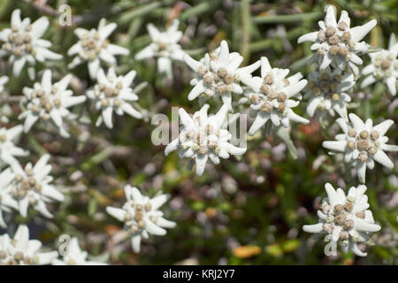 Edelweiss fiori - fiori alpini nelle alpi svizzere Foto Stock