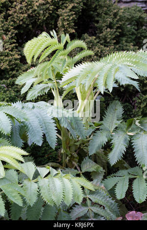 Inizio inverno del fogliame del semi-ardito perenne, Melianthus major, un sempreverde in climi miti Foto Stock