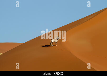 Visto dall'aria, un singolo Oryx salite le dune del Kalahari nel sud della Namibia. Foto Stock