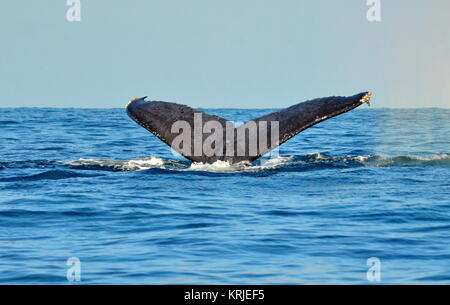 Humpback Whale fluking off Isla Isabel, Messico. Foto Stock