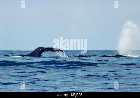 Humpback Whale fluking off Isla Isabel, Messico. Foto Stock