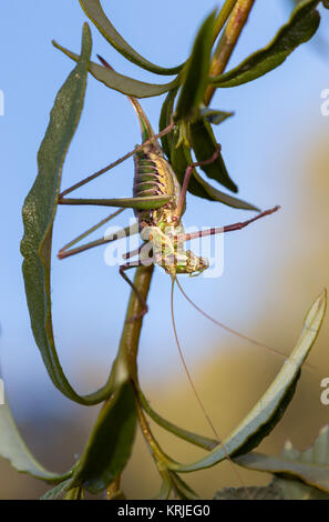 Ephippiger ephippiger. Cicala femmina fotografato nel loro ambiente naturale. Foto Stock