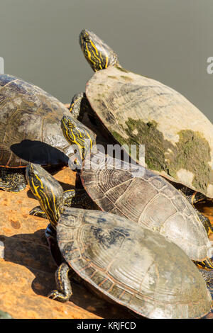 Western dipinto di tartarughe ensoleillement stesse in Ridgefield National Wildlife Refuge, Ridgefield, Washington, Stati Uniti d'America. Il dipinto di tartaruga è molto simile Foto Stock