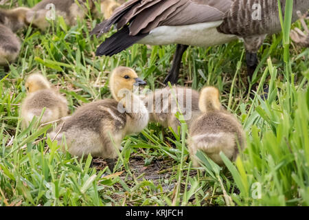 Giovani Oche del Canada goslings al Lago Sammamish State Park, Issaquah, Washington, Stati Uniti d'America. I genitori portano i giovani dal nido 1-2 giorni dopo la schiusa. La nuova Foto Stock