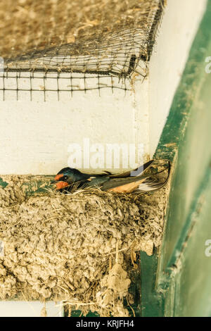 Barn Swallow incubando le uova nel suo nido di fango in Nisqually National Wildlife Refuge, Nisqually, Washington, Stati Uniti d'America Foto Stock