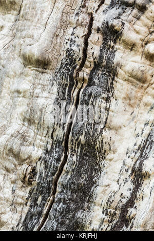 La progettazione grafica di un albero senza corteccia, in Nisqually National Wildlife Refuge, Nisqually, Washington, Stati Uniti d'America Foto Stock