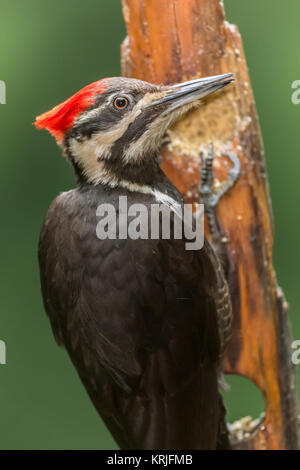 Femmina Picchio Pileated mangiare da un log suet alimentatore in Issaquah, Washington, Stati Uniti d'America Foto Stock