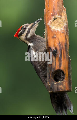 Femmina Picchio Pileated mangiare da un log suet alimentatore in Issaquah, Washington, Stati Uniti d'America Foto Stock