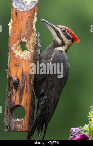 Femmina Picchio Pileated mangiare da un log suet alimentatore in Issaquah, Washington, Stati Uniti d'America Foto Stock