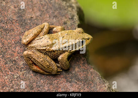 Adulto Rana Red-Legged (Rana aurora) appoggiato su di una roccia in uno stagno in Issaquah, Washington, Stati Uniti d'America. Gli adulti hanno gli occhi di oro che guarda ai lati. Il unde Foto Stock