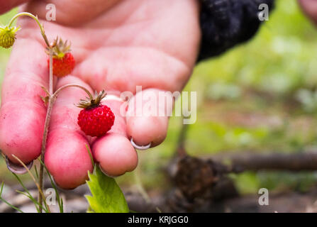 Tenendo la mano minuscola fragola rossa Foto Stock