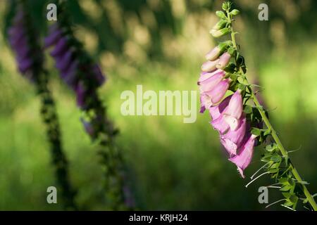 Digitalis purpurea su un prato Foto Stock