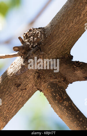 Cicala mimetizzata sulla struttura ad albero Foto Stock