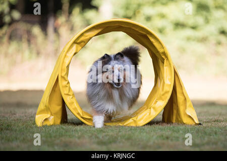 Cane Shetland Sheepdog, Sheltie, in esecuzione in Agility tunnel Foto Stock