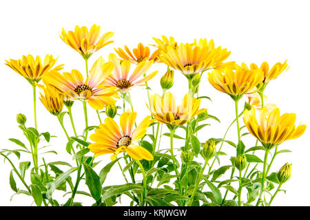 Giallo isolato Osteospermum fiori Foto Stock