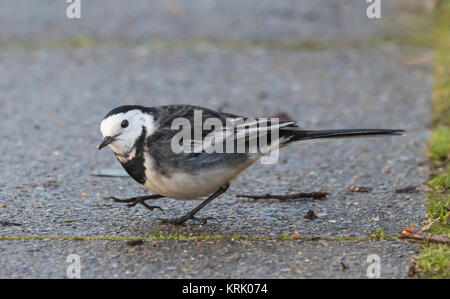 Adulto Pied Wagtail bird (Motacilla alba yarrellii) sul terreno in inverno nel West Sussex, in Inghilterra, Regno Unito. Foto Stock