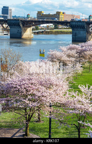 Fiori di Ciliegio a Portland, Oregon Foto Stock