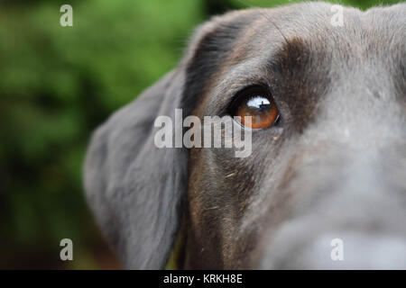 Close up di un cane nero che mostra una parte della sua faccia con uno sfondo verde. Foto Stock