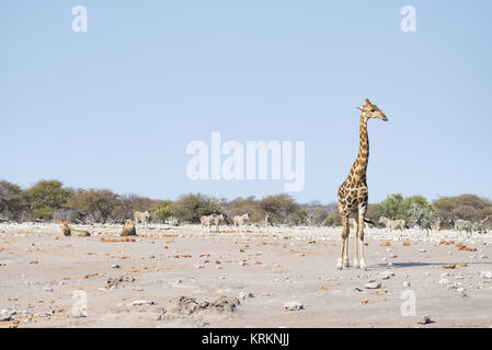 Giraffe camminare vicino a leoni stesi sul terreno. La fauna selvatica safari in Etosha National Park, la principale attrazione turistica in Namibia, Africa. Foto Stock