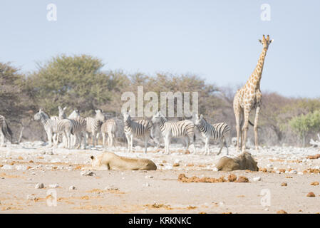 Giraffe camminare vicino a leoni stesi sul terreno. La fauna selvatica safari in Etosha National Park, la principale attrazione turistica in Namibia, Africa. Foto Stock