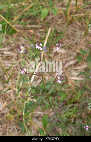 Verbena officinalis Foto Stock