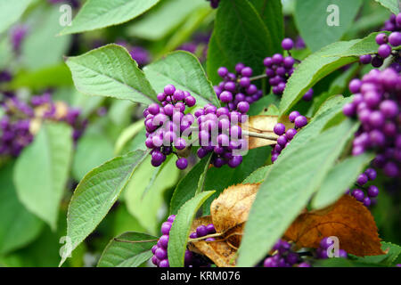 Bella cinese frutta - callicarpa giraldii Foto Stock