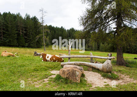 Vista ravvicinata di mucche al pascolo in Alpe di Siusi Foto Stock