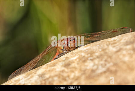 Common darter sympetrum striolatum Foto Stock