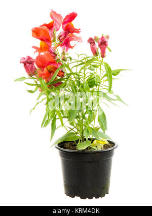 Isolato potted blu fiore Antirrhinum Foto Stock