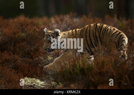 Royal tigre del Bengala / Koenigstiger ( Panthera tigris ), giovani cub, intrufolarsi, camminando furtivo, furtif attraverso il sottobosco di una foresta scura. Foto Stock