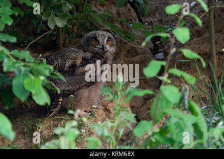 Eurasian Eagle Owlu ( Bubo bubo ), chick, nascosto sotto un cespuglio nella parete di una buca di sabbia al crepuscolo, di notte, la sera tardi, la fauna selvatica, l'Europa. Foto Stock