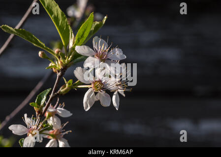 A fioritura primaverile ramo su sfondo di legno Foto Stock