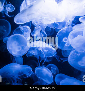 meduse blu Foto Stock