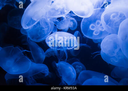 meduse blu Foto Stock