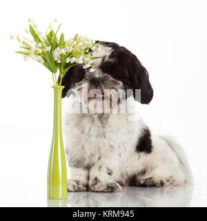 Cucciolo di Shih Tzu Foto Stock